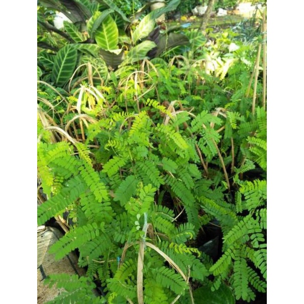 Tanaman herbal pohon saga- bibit pohon saga