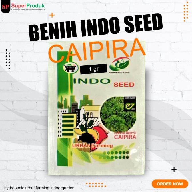 Benih Selada Lettuce Caipira - Batavia Lettuce Termurah