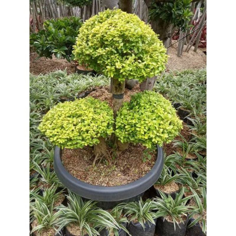 TANAMAN HIAS BIBIT BONSAI LEGISTRUM KUNING