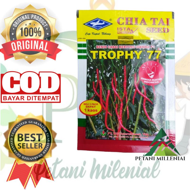 BENIH CABAI MERAH KERITING TROPHY 77 - BIBIT KAPAL TERBANG