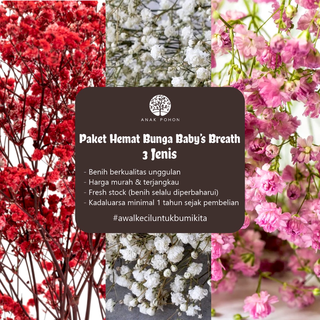 PAKET HEMAT - Benih Bunga Baby's Breath All Varian Flower Seeds - Total 60 Biji - Gypsophila Merah Putih Pink Bunga Potong Cantik