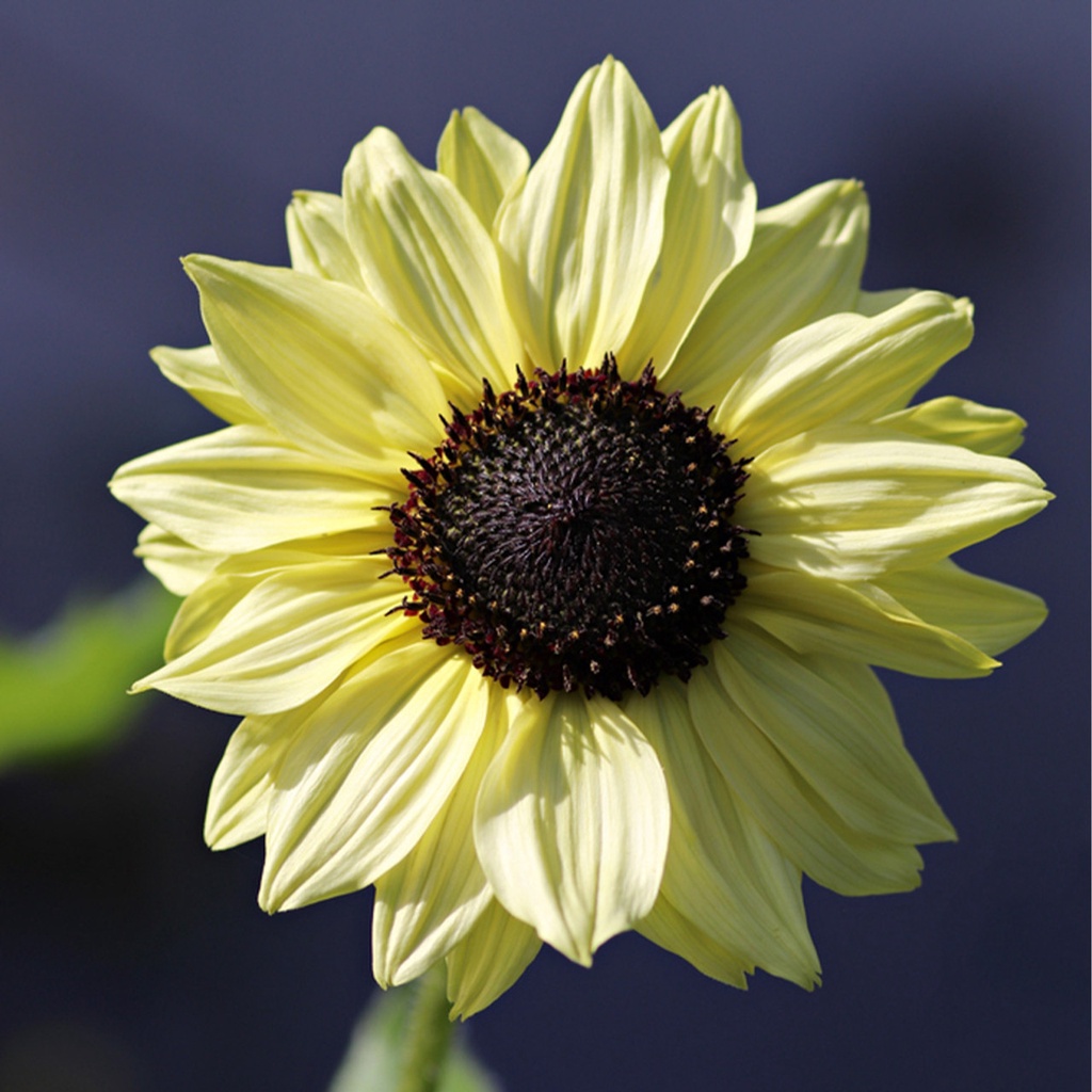 Benih Bibit Biji - Sunflower Vanilla Ice Bunga Matahari Kelopak Kuning Pastel Flower Seeds - IMPORT