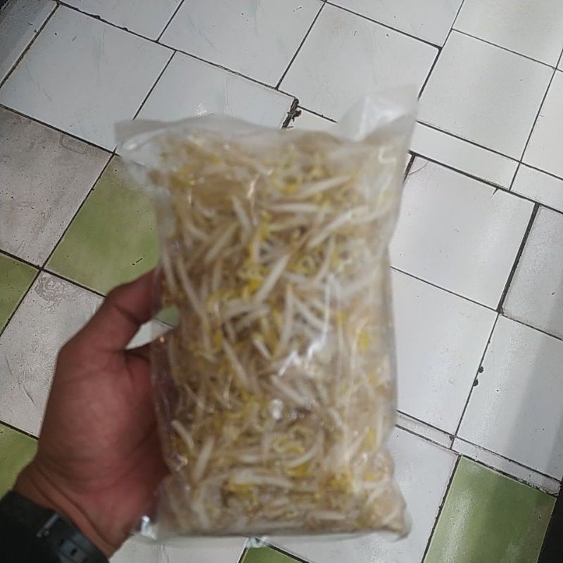 

Tauge Panjang Segar Denpasar Bali