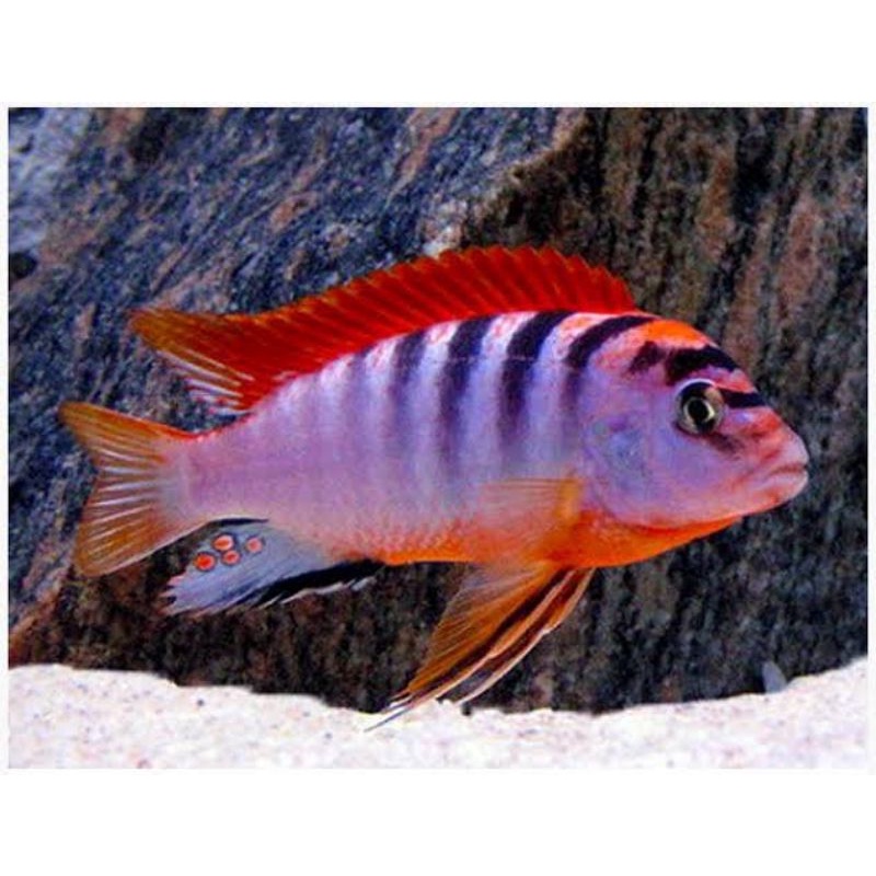 cichlid red top hongi