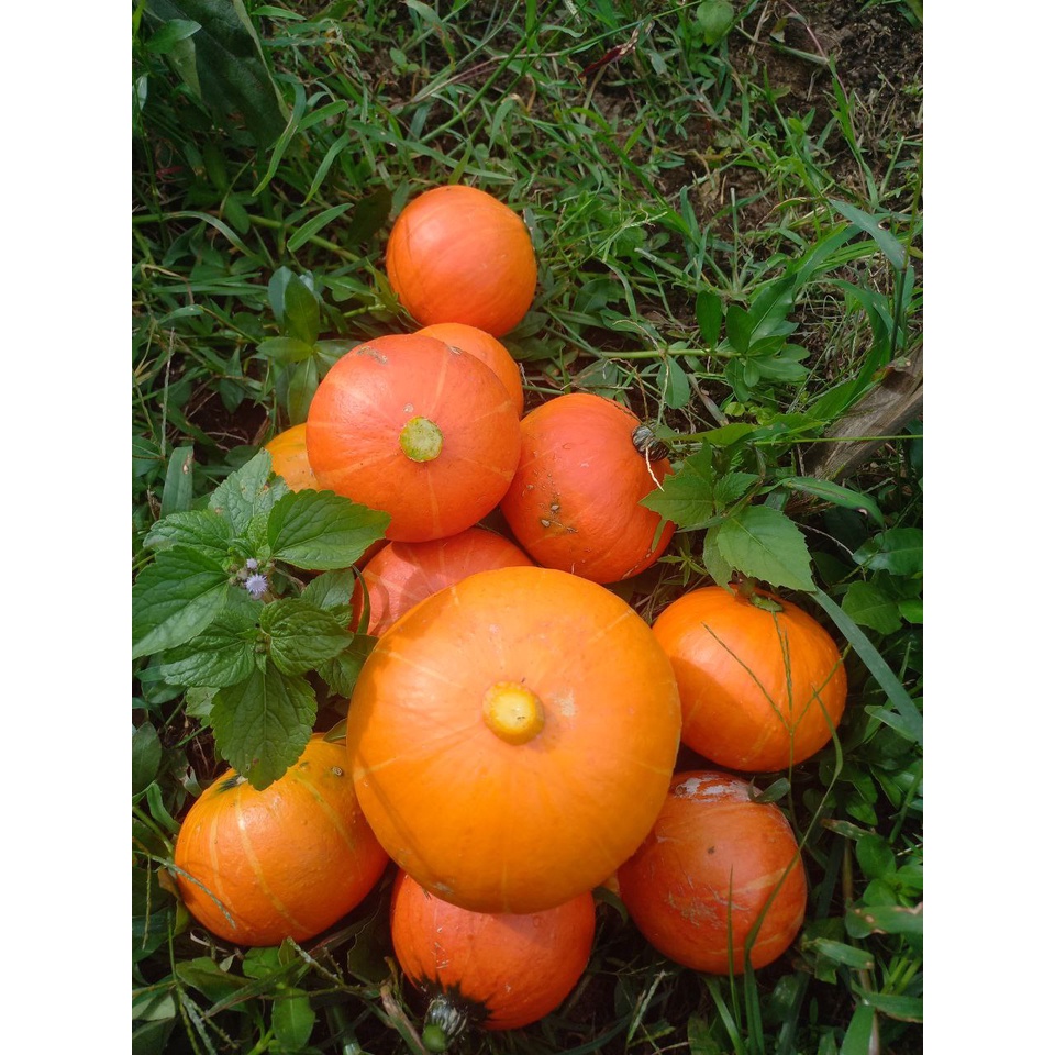 

labu jepang kaboca orange Per / KG