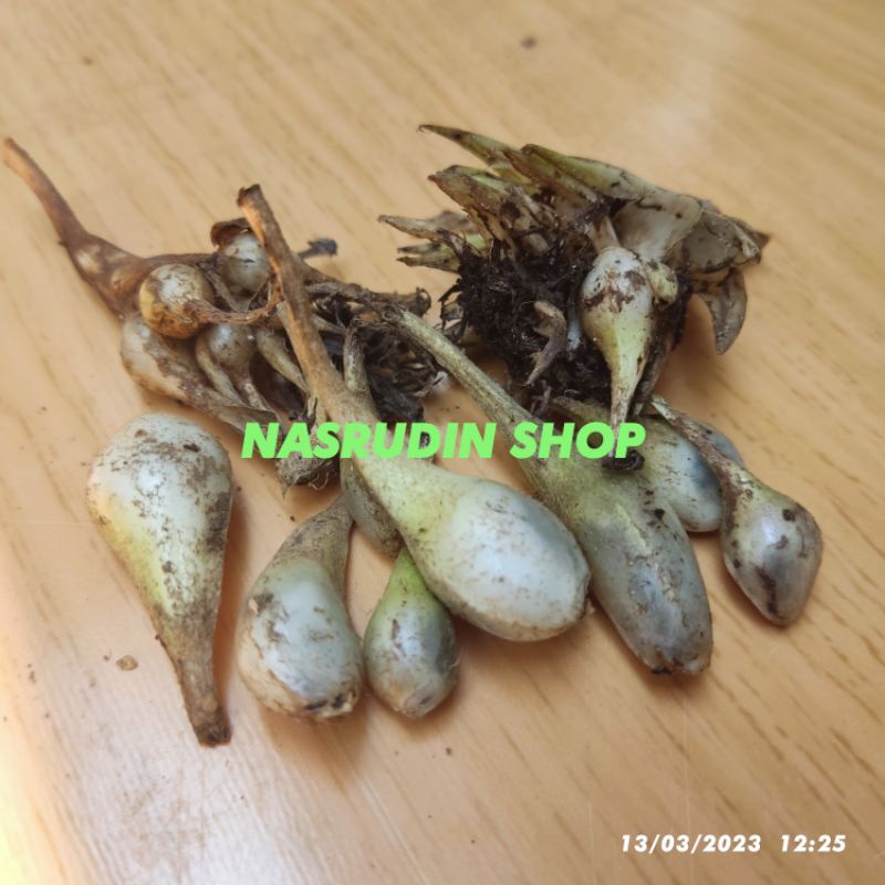 

BUAH MARASI 20 BUAH / BUAH PARASI MATANG / TARASIAN / PEMANIS ALAMI / MAKAN APAPUN JADI MANIS / PROMO / TERLARIS / DISKON / TERMURAH / GRATIS / UNTUNG / BUAH LANGKA