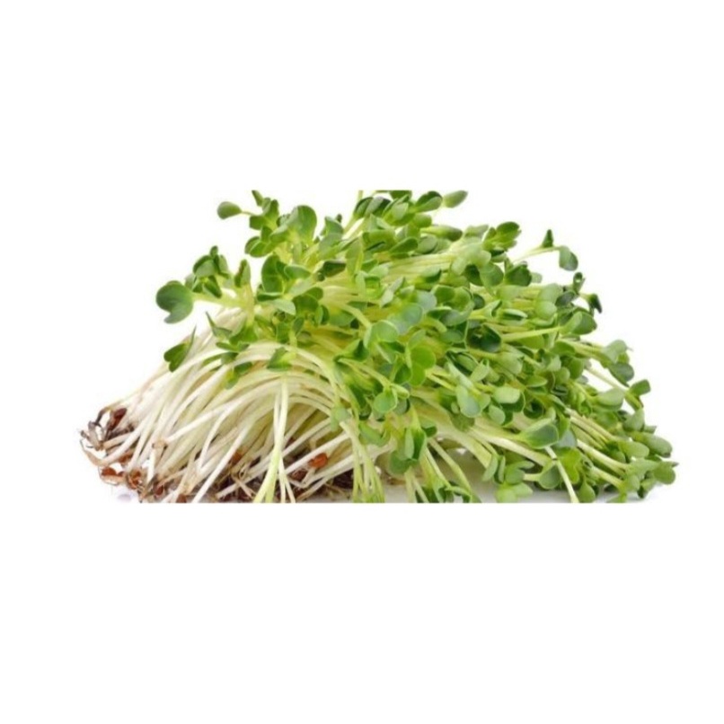 BENIH MICROGREEN ALFALFA SPROUT 10 GRAM biji bibit microgreen known you seed