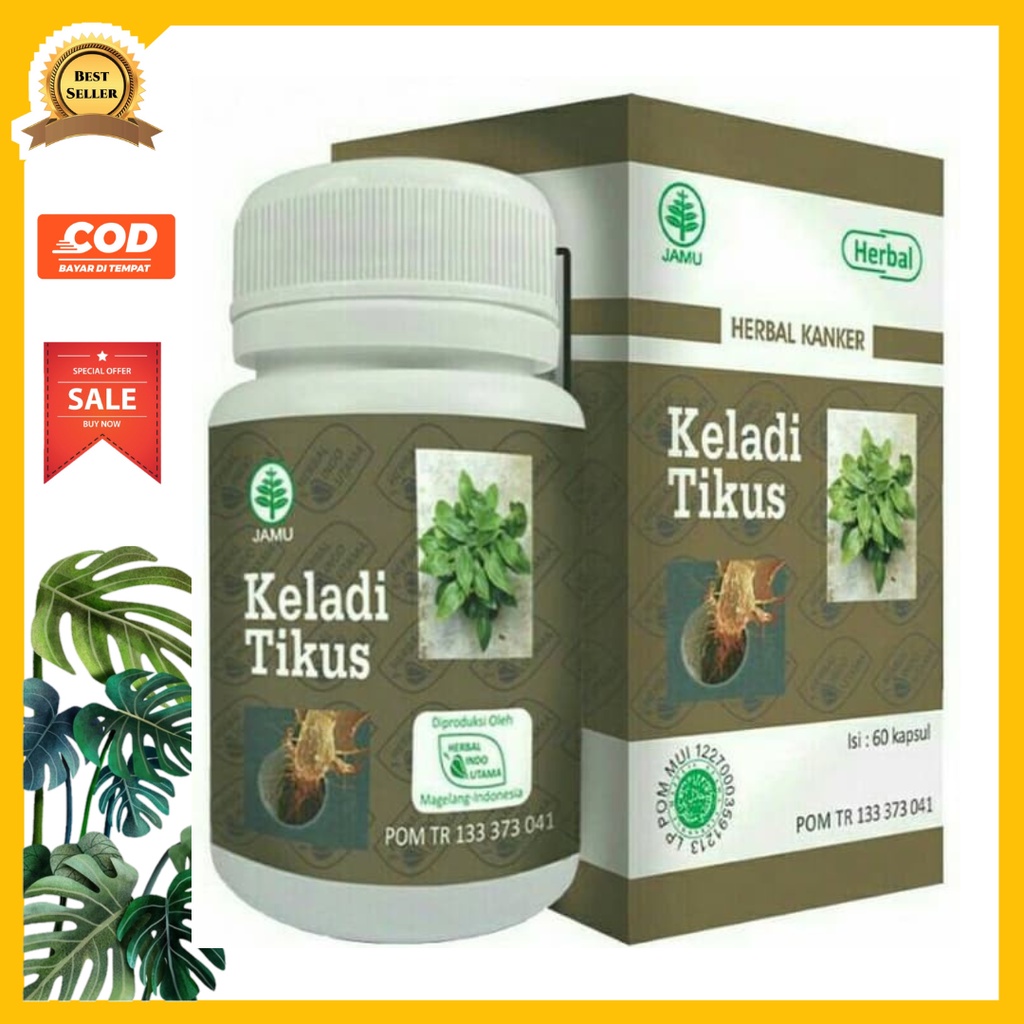 

Keladi Tikus HIU