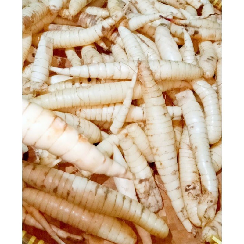 Umbi garut segar - umbi garut fresh 1kg