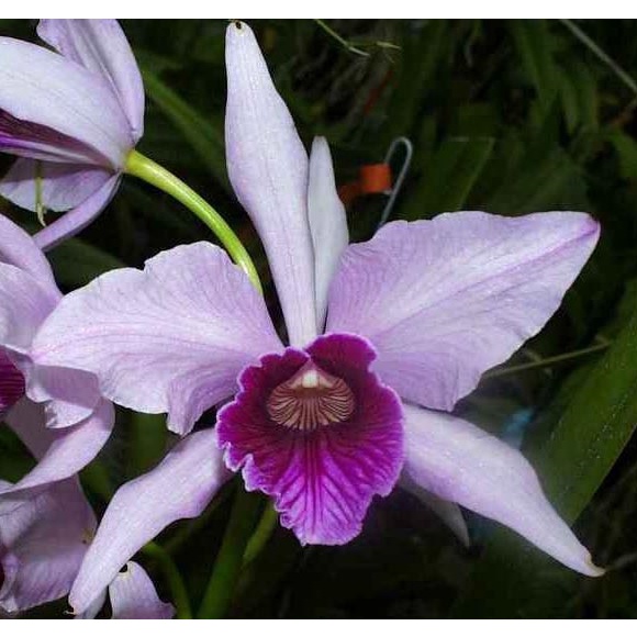 Anggrek Jenis Purpurata