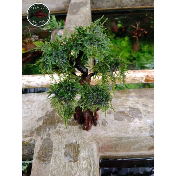 Bonsai senggani mini uk 20x15 - bonsai aquascape - hiasan aquarium