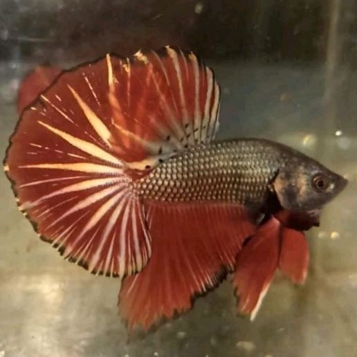 Dekorasi Kamar Cupang/Giant HMPK Plakat SNI Yang Ready Sesuai Foto Stick Kontrol Line Juara Ekor Leb