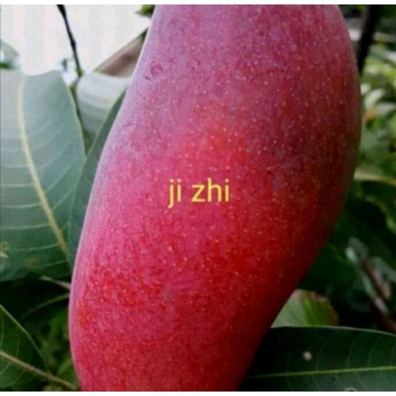 Bibit mangga ji zhi okulasi