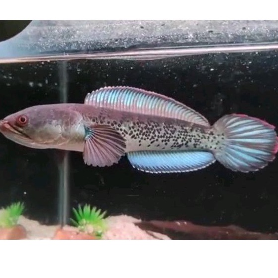 Channa Biru Stewarti Arunachal Jumbo 25-30 Cm Full Grade Barca KW Ikan Predator Galak