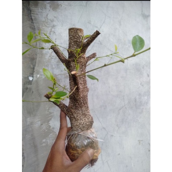 kimeng cangkok murah