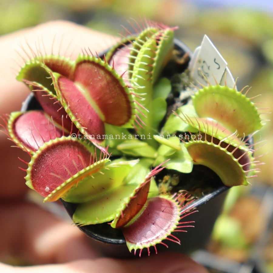 Tanaman Hias Venus Flytrap B52 Size Medium (Tanaman Karnivora)
