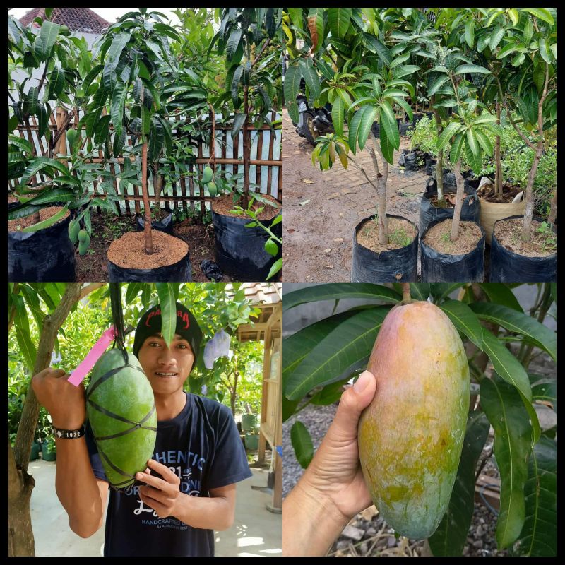 Bibit Mangga Kiojay Original Tinggi 1 Meter Batang Besar Cepat Berbuah