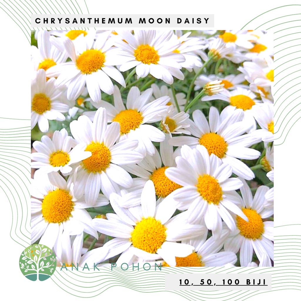 Benih Bibit Biji - Bunga Chrysanthemum Moon Daisy Krisan Putih Flower Seeds - IMPORT
