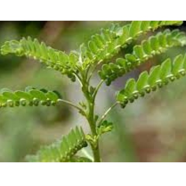 

Daun Meniran Best Seller