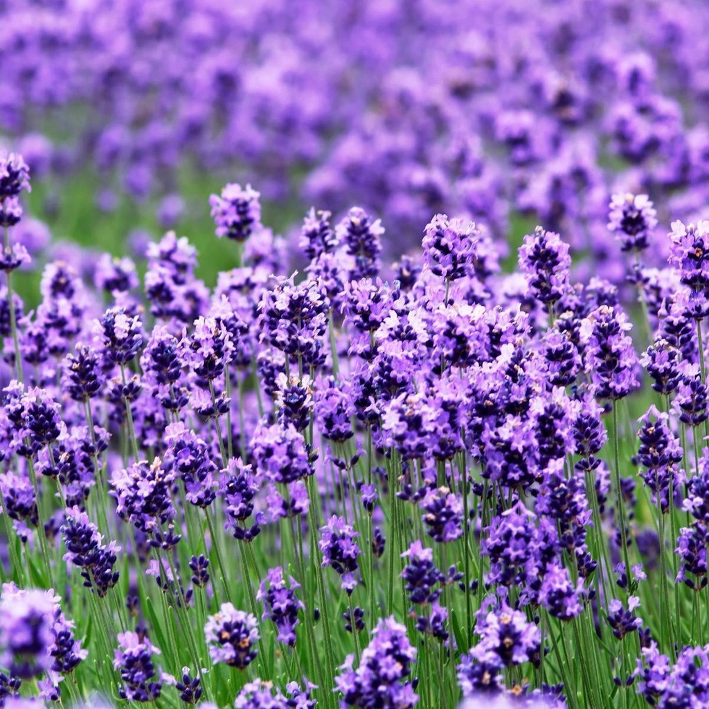 Benih Bibit Biji - Bunga Lavender Vera Lavandula angustifolia Fragrance Herb Flower Seeds - IMPORT