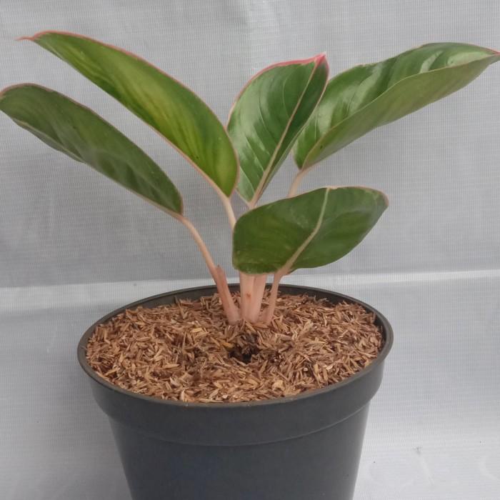 Aglonema lipstik flaminggo