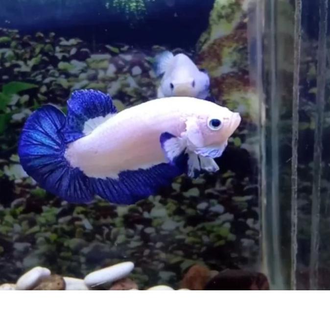 ✽ Cupang  Blue Rim Sepasang Line Thailand ➾