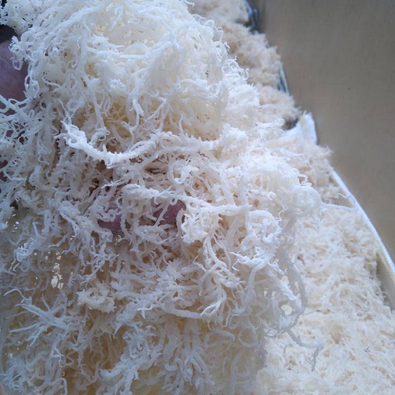 

Rumput Laut Kering Halal Putih 1Kg Untuk Sup Buah Dan Es Campur Lokasi Bandar Lampung