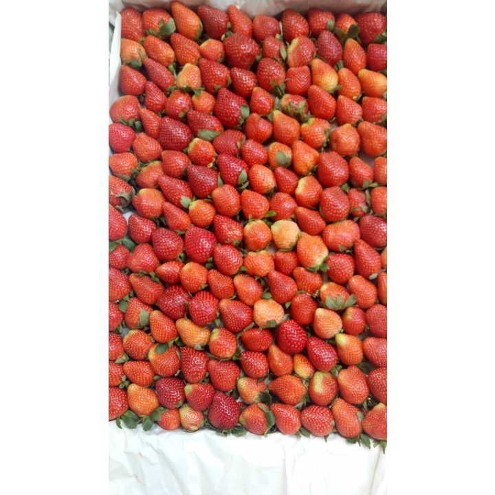 Buah Strawberry Fresh dari Kebun Premium Grade A Kemasan 250 gr (Khusus Gosend)