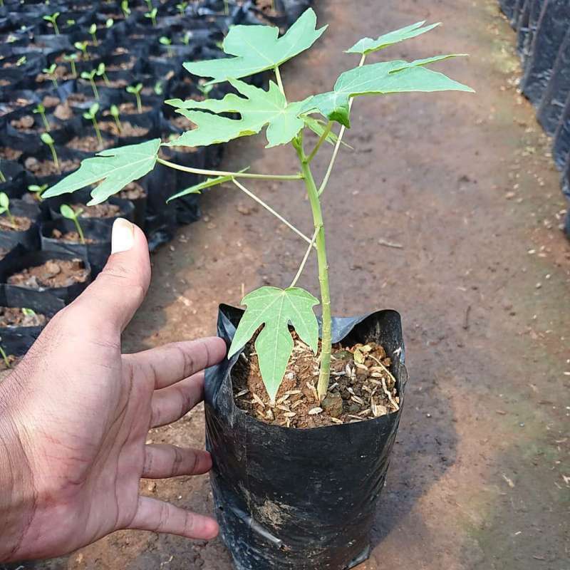 Bibit Tanaman Pepaya California Rasa Lebih Manis Kulitas Unggul