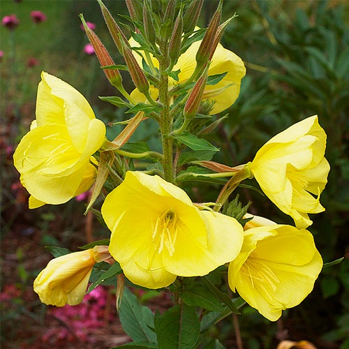 Benih Bibit Biji - Bunga Common Evening Primrose Herb Edible Flower Seeds - IMPORT - Meringankan Eksim, Menyembuhkan Jerawat, Kecantikan Kulit Alami