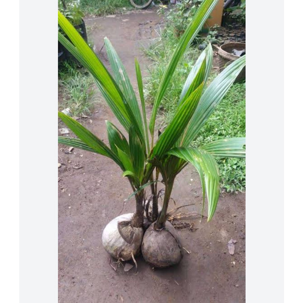 Bibit kelapa genjah entok, Pohon Kelapa Yang Cepat Berbuah,Pohon Kelapa Yang Bercabang, Pohon Kelapa Yang Tingginya 5 Meter, Pohon Kelapa Yang Tingginya 5 Meter Memiliki Satu Buah Kelapa Yang Massanya 1 Kg