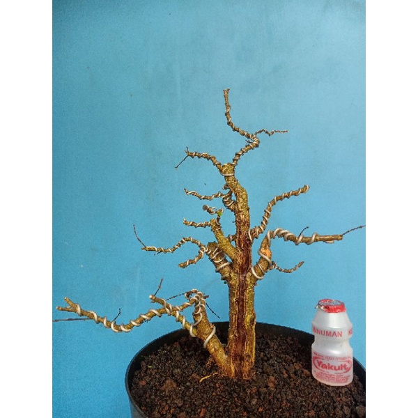 Bonsai Mirten Duri / Bonsai Mirten