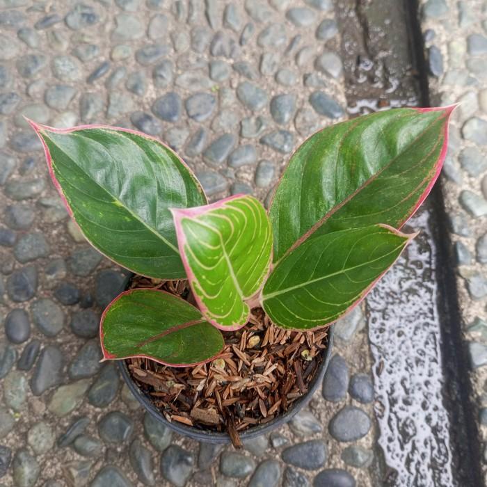 aglonema lipstik greg