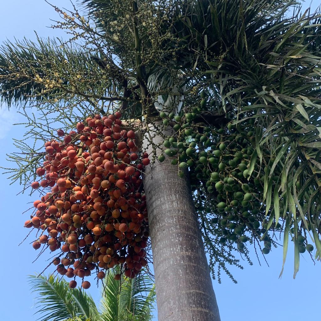 

Buah Pinang Matang dan Muda Fresh Petik Langsung dari Pohon Satuan