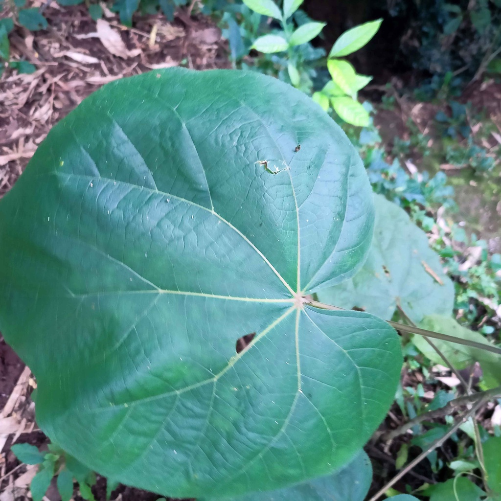 

PAKET 500 GRAM DAUN WARU SEGAR FRESH