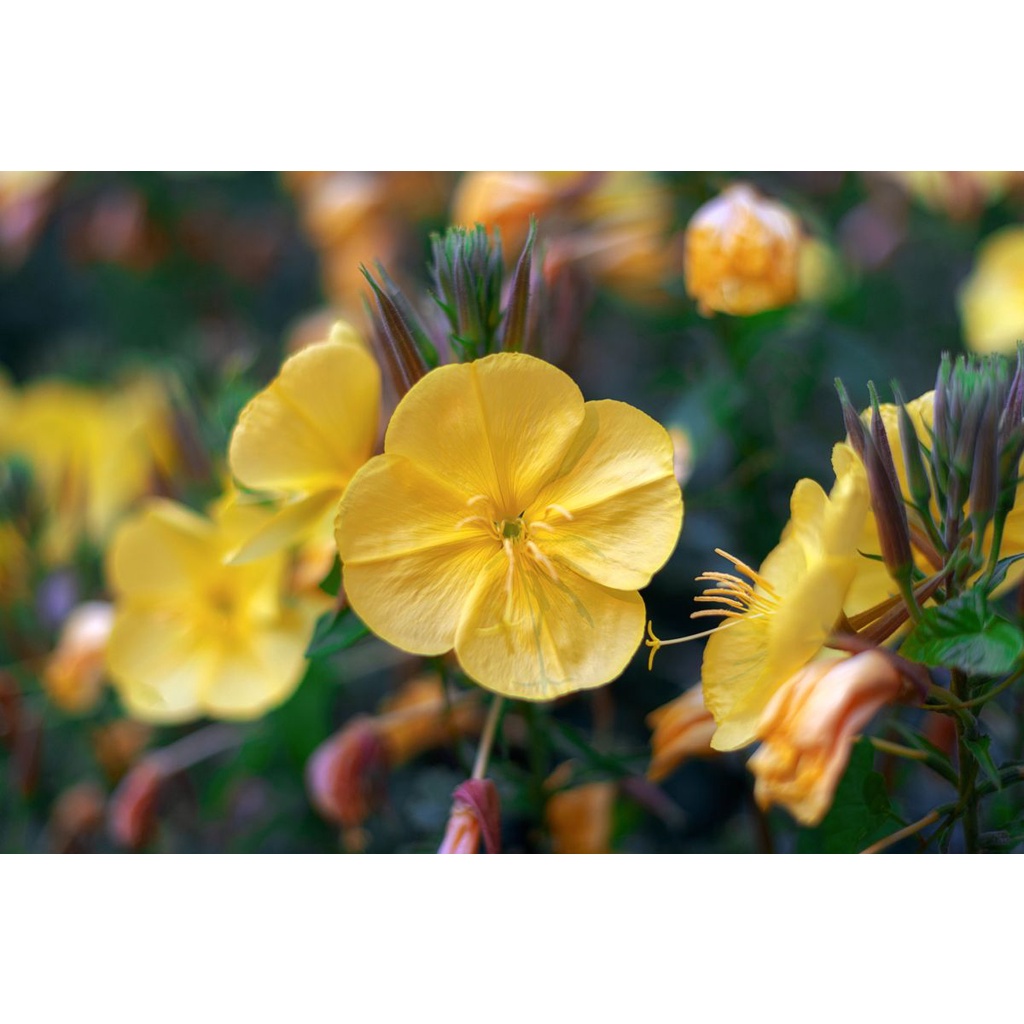 Benih Bibit Biji - Bunga Common Evening Primrose Herb Edible Flower Seeds - IMPORT - Meringankan Eksim, Menyembuhkan Jerawat, Kecantikan Kulit Alami