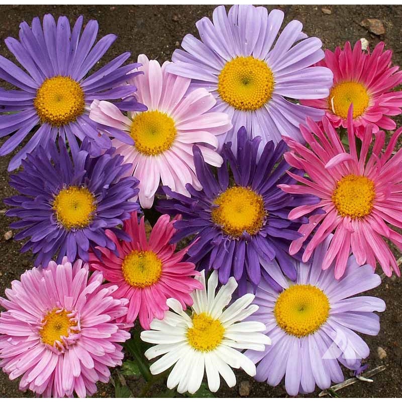 Benih Bibit Biji - Bunga Aster China Single Mixed / Chinese Aster Mix Callistephus chinensis Flower Seeds - IMPORT