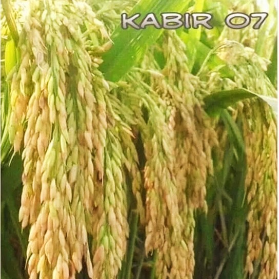 Benih bibit padi Kabir 07 kemasan 5kg