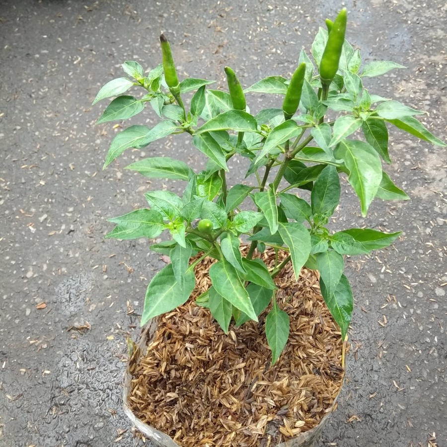 ID BIBIT TANAMAN CABE / BIBIT CABE RAWIT SETAN SIAP TANAM - POHON CABE RAWIT SETAN