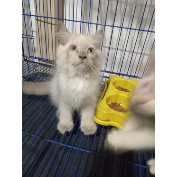 Boneka Hidup Kitten Himalaya Red Point