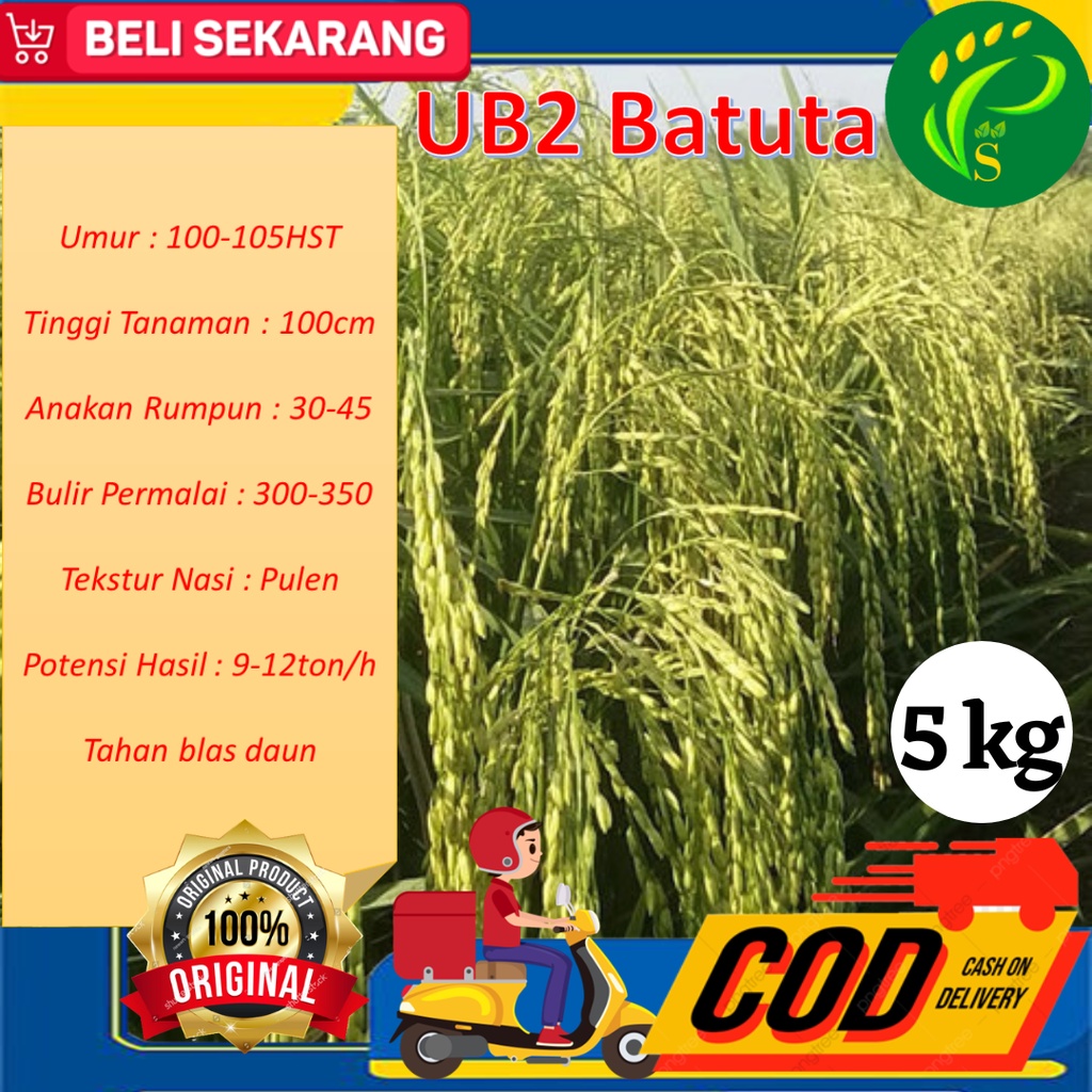 Padi  UB2 Batuta Asli Aceh 5 kg