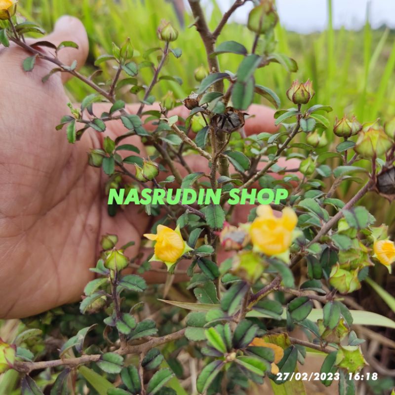

[Fresh] BIBIT SIDAGURI TANGKAI DAUN MERAH UNGU ANAKAN PERPOHON / Sida tenuicarpa / bahan bonsai