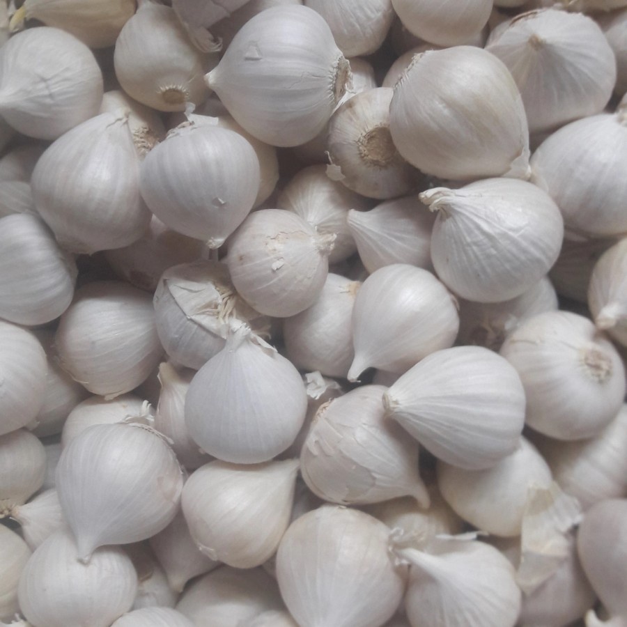 

bawang putih tunggal import/bawang lanang kering 1 kg