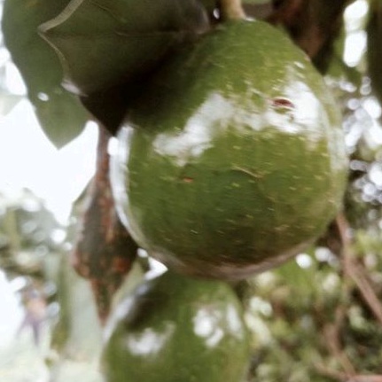 

Buah alpukat mentega mentah per 1 kg