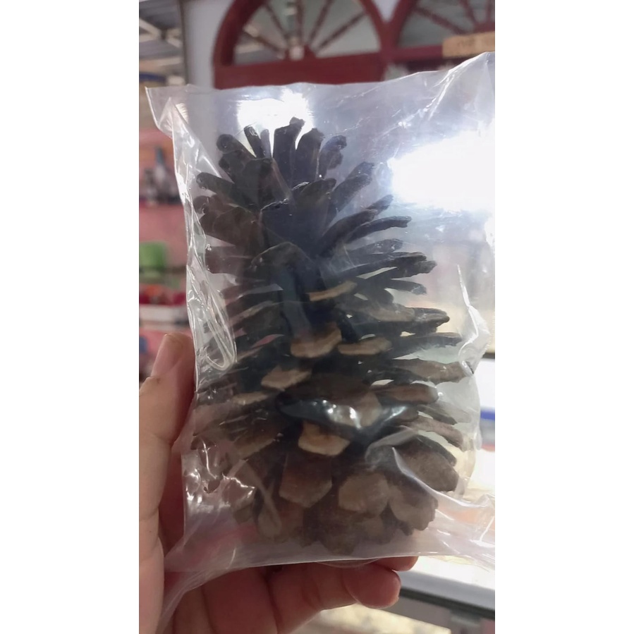 Bunga Pinus Jumbo / Bunga Pinus Gigitan Hamster