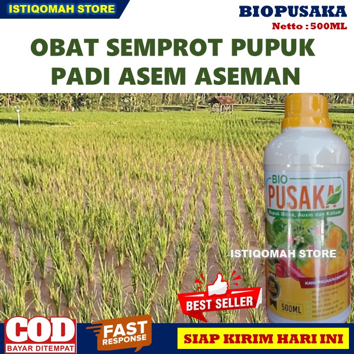 PUPUK OBAT ANTI JAMUR PADI BIO PUSAKA 500ML Obat Pembasmi Jamur pada Tanaman Padi Paling Bagus dan Manjur - Obat Jamur Pada Daun Batang Bulir Buah Tanaman Padi Paling Ampuh - Obat Semprot Tanaman Padi Kena Jamur Terbaik Murah TERLARIS COD