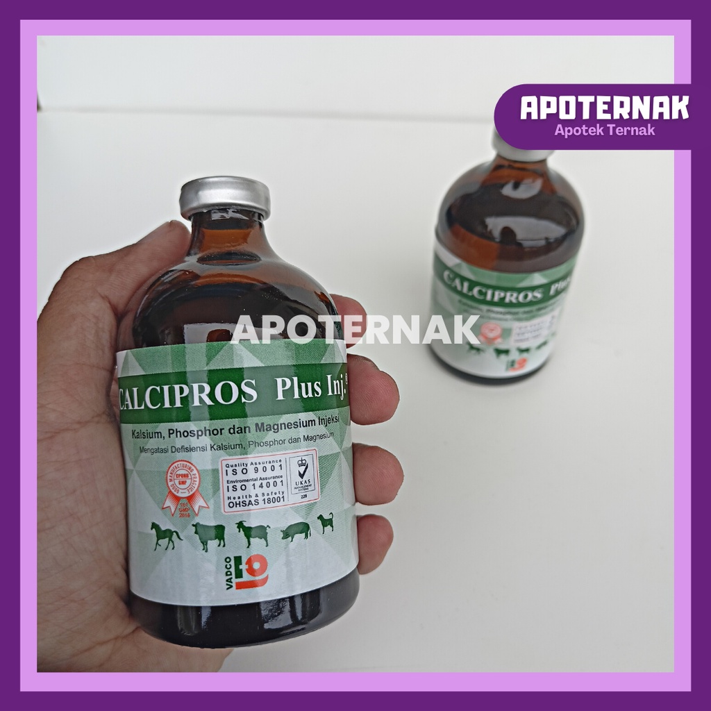 CALCIPROS PLUS Inj 100 mL | Obat Ambruk Kekurangan Kalsium Magnesium Fosfor Sapi Kambing Domba | Obat Sapi Ambruk | Obat Domba Ambruk