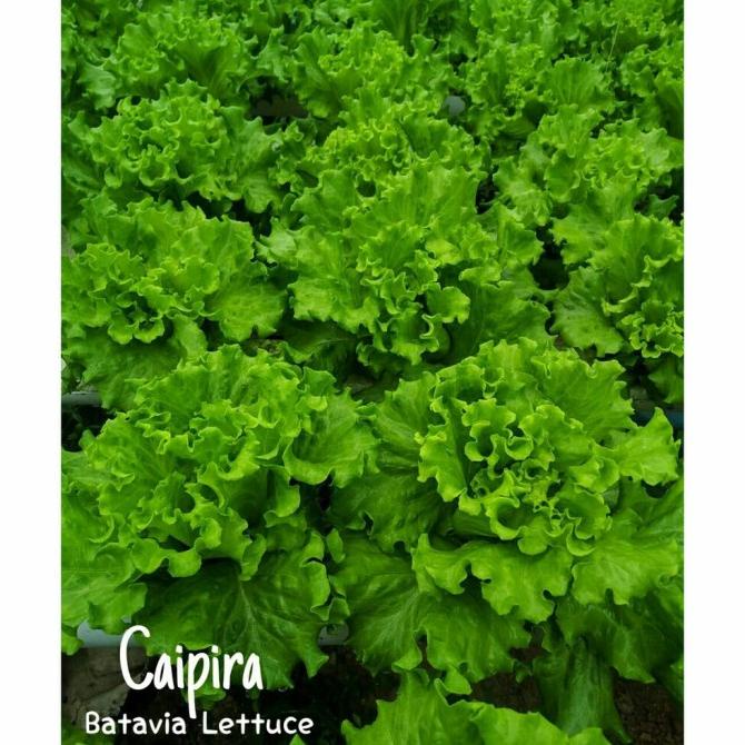 benih bibit selada caipira lettuce batavia 1 gram kemasan original