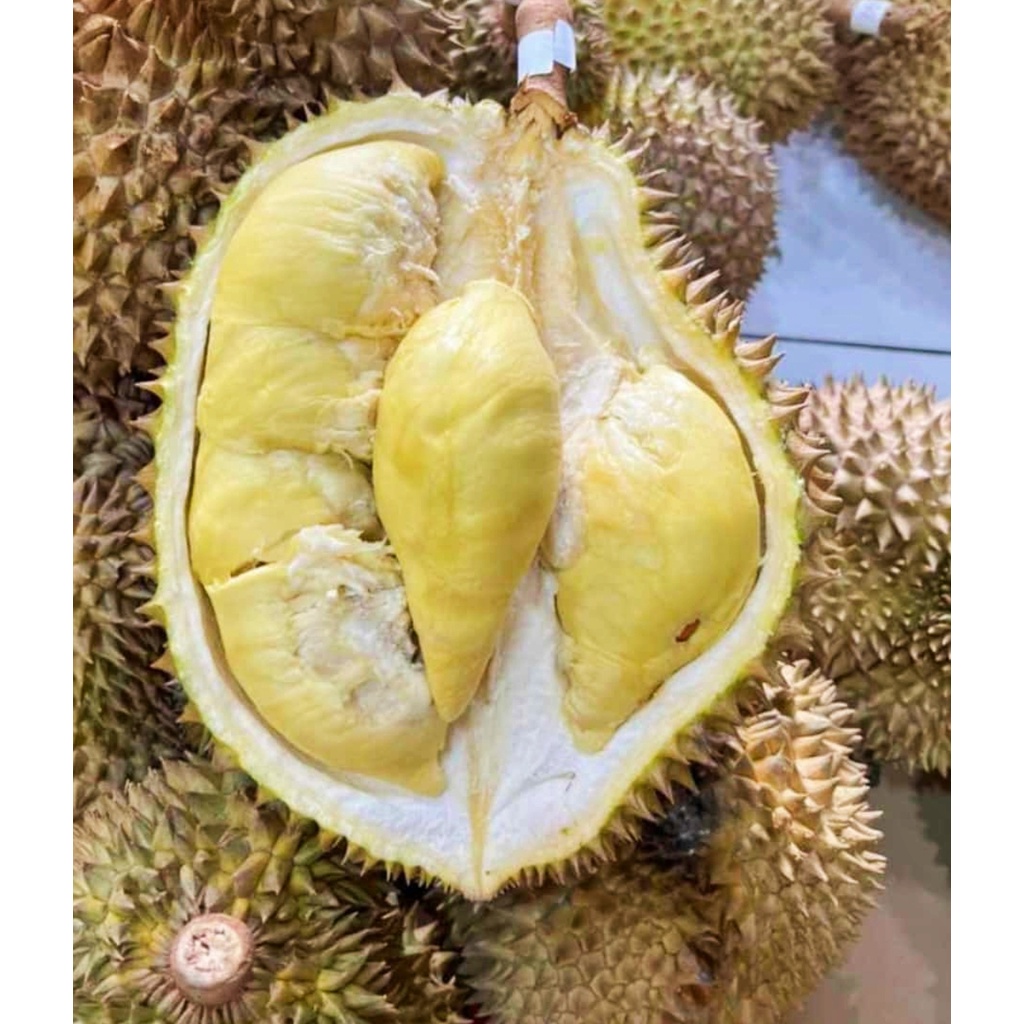 durian mothong parigi FRESH BUAH UTUH montong palu parigi bulat dengan KULIT