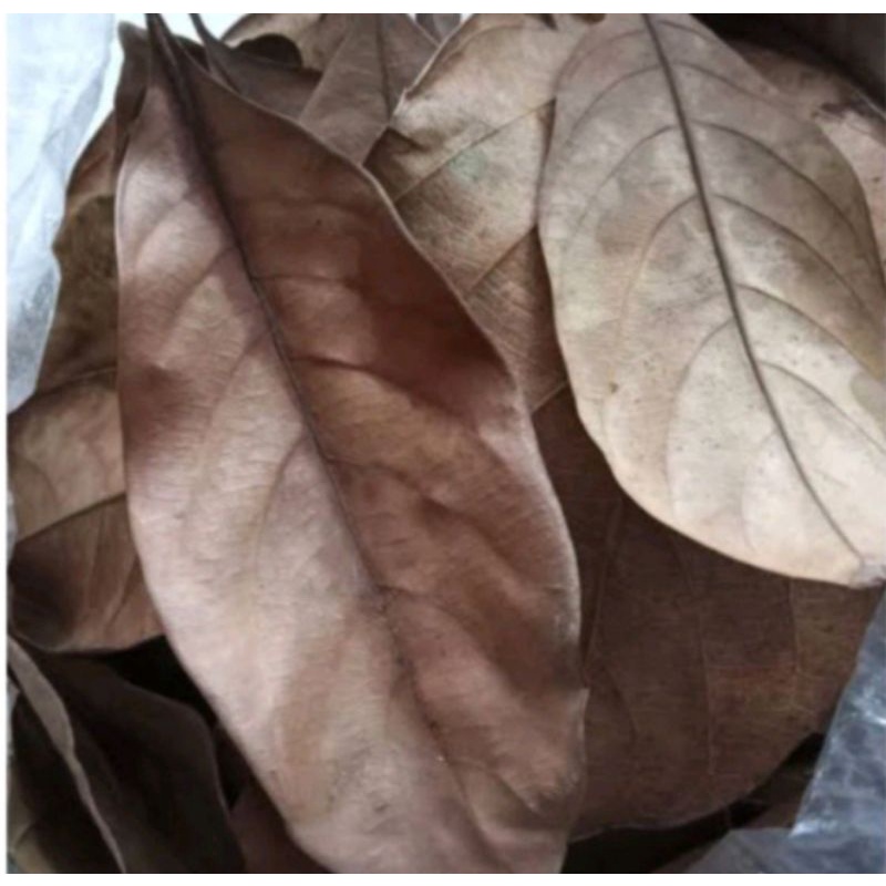

1000 lembar daun nangka kering herbal alami di ambil saat di order ready silahkan di order